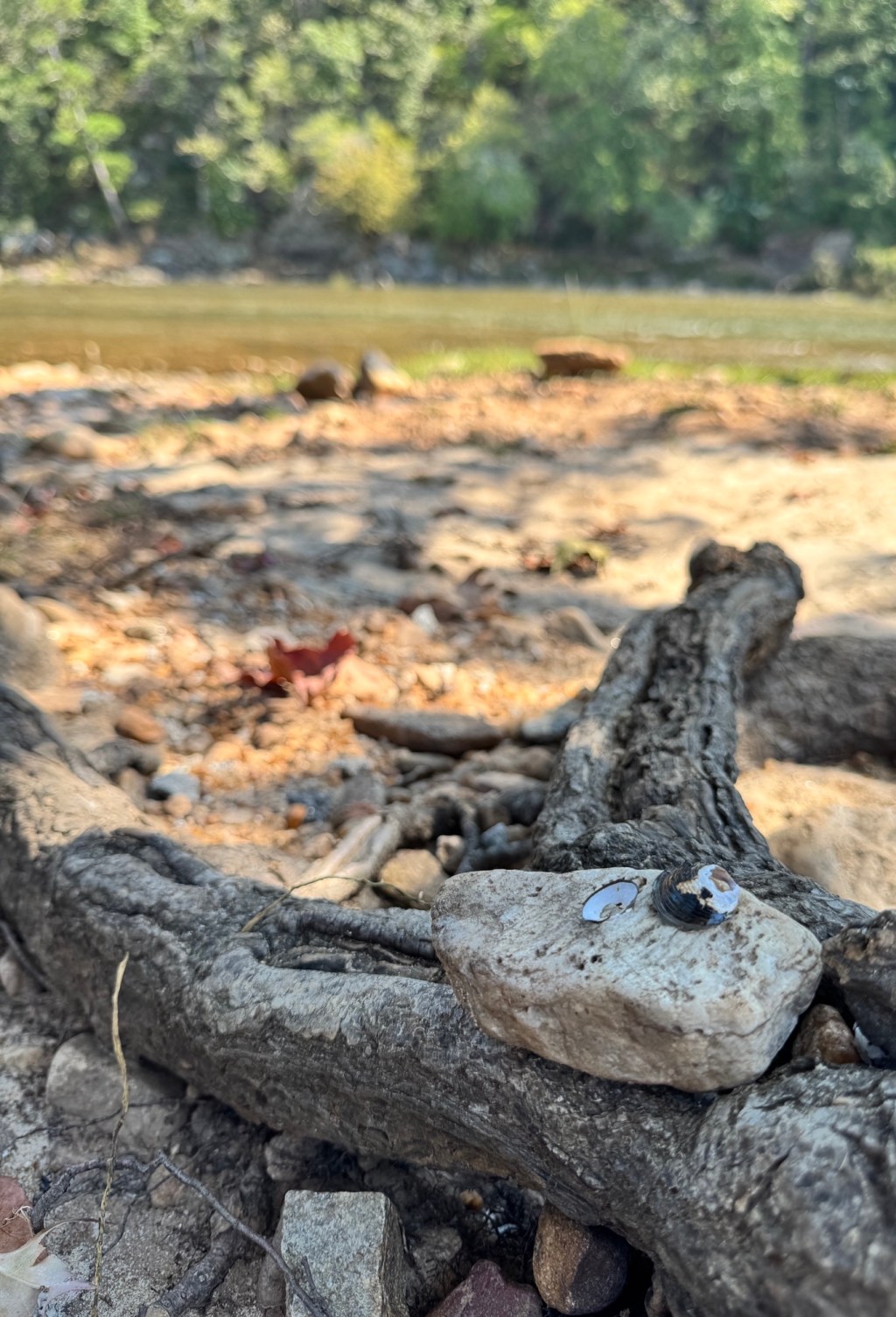 Taking a Break and Considering the Ecological Impact After the Hurricane